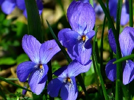 violets floral gift