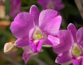 orchid gift